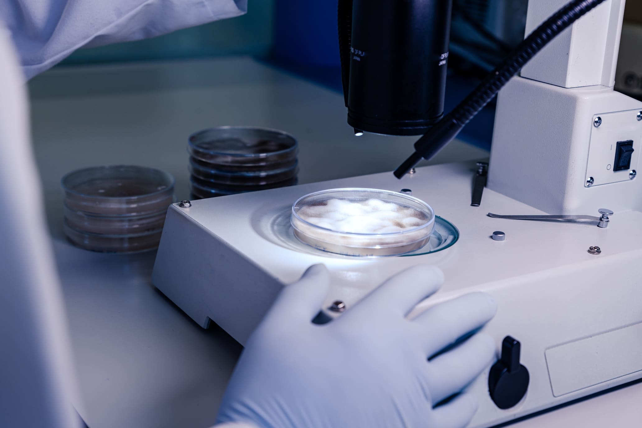 Óvulos y espermatozoides durante el proceso de fertilización in vitro