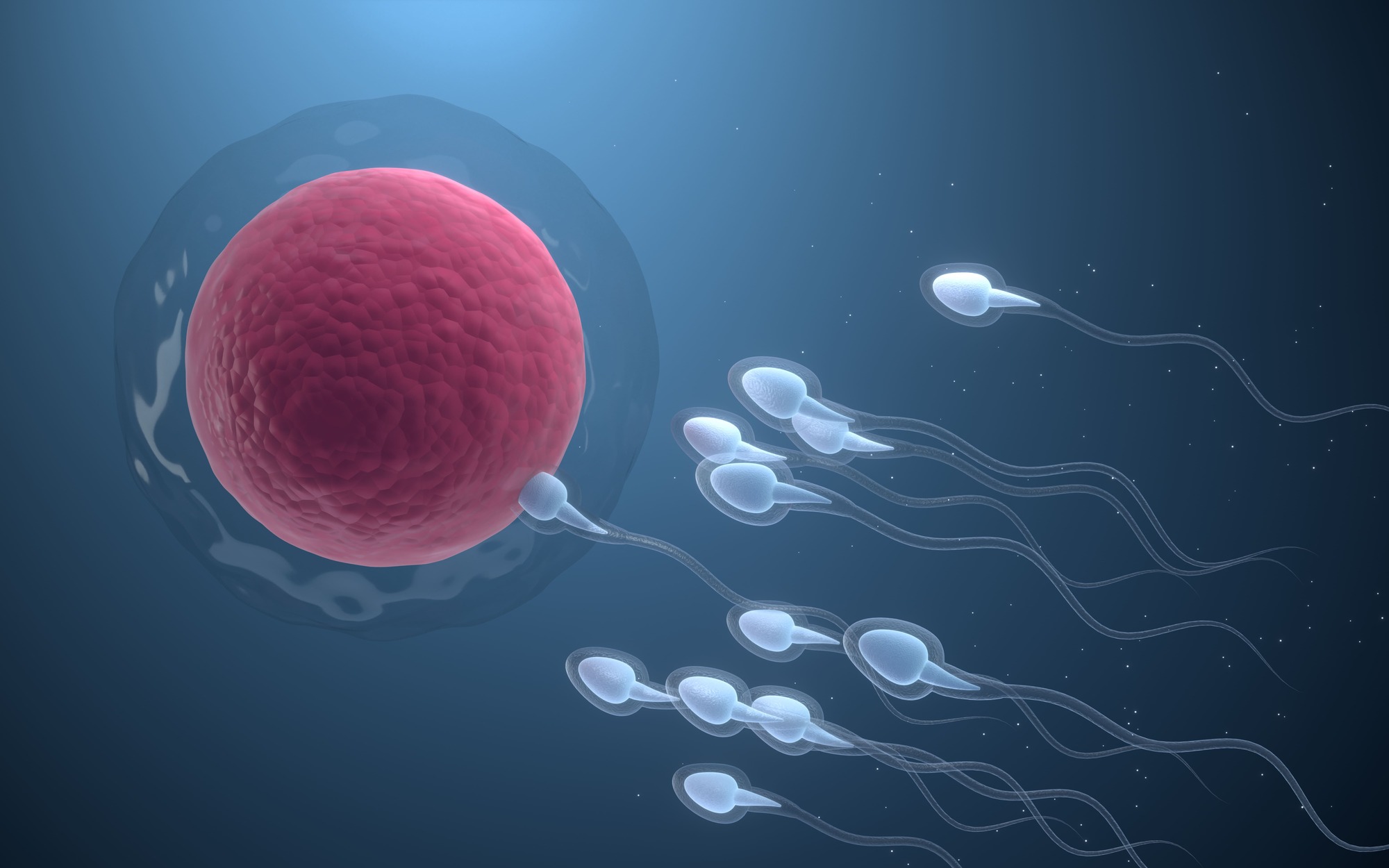 ¿Se puede sentir el momento en que el óvulo y el espermatozoide se encuentran? Lo que realmente ocurre al inicio de la vida