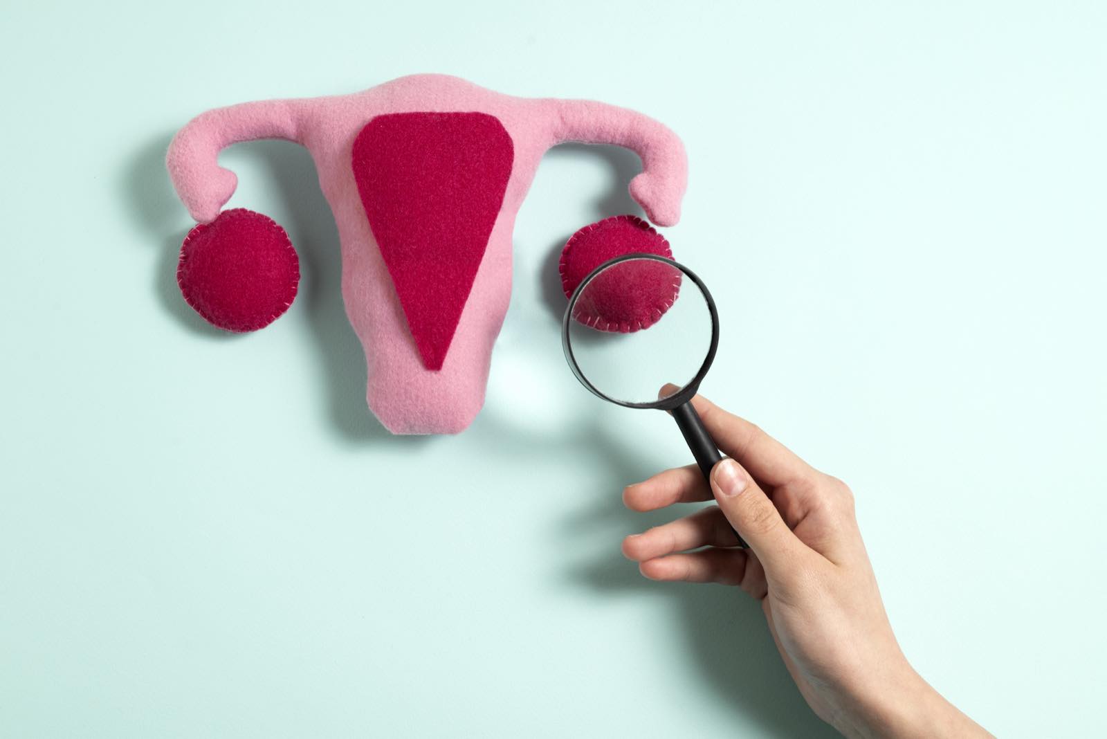 Modelo didáctico de útero y ovarios observado con una lupa sobre uno de los ovarios